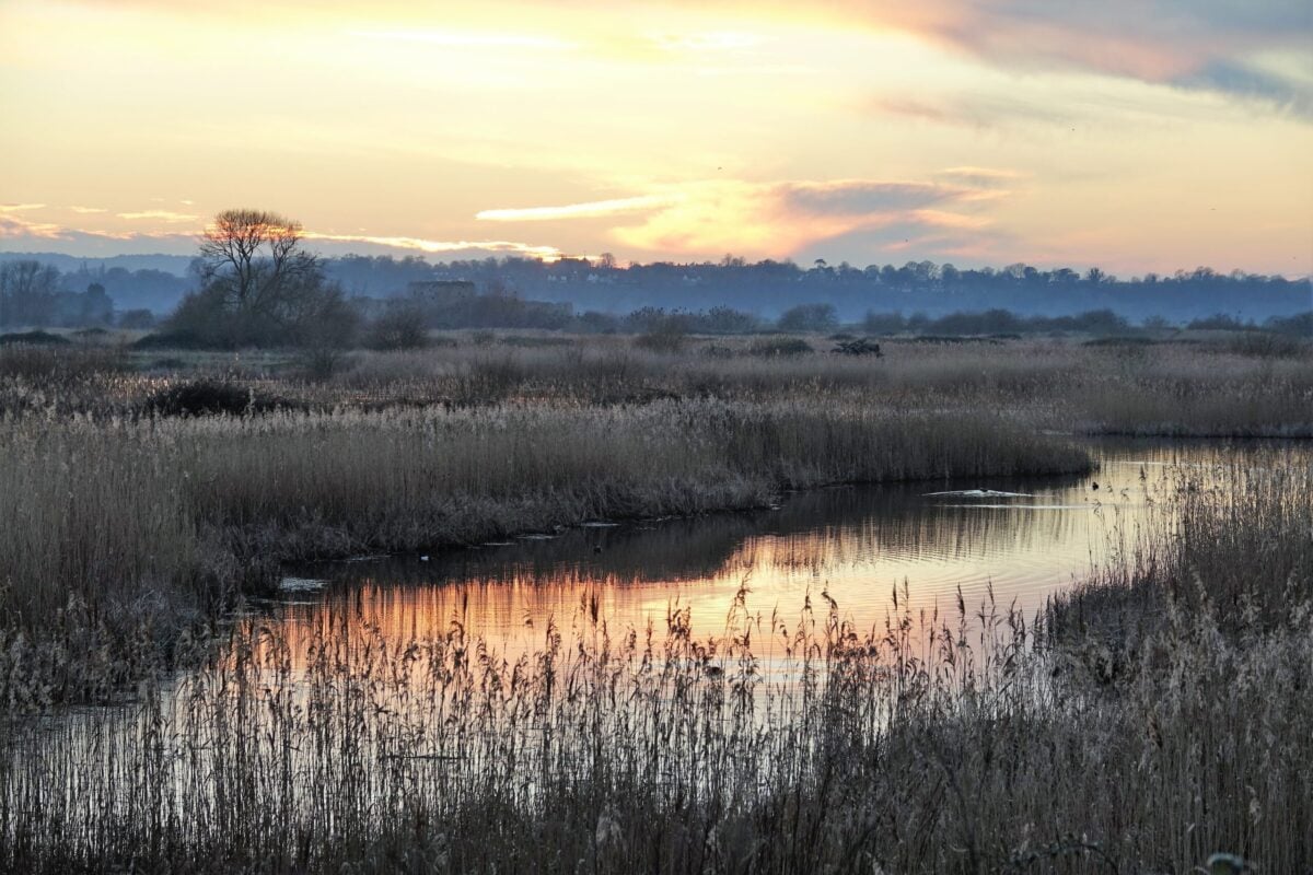 Sunset over reed-fringed waterway