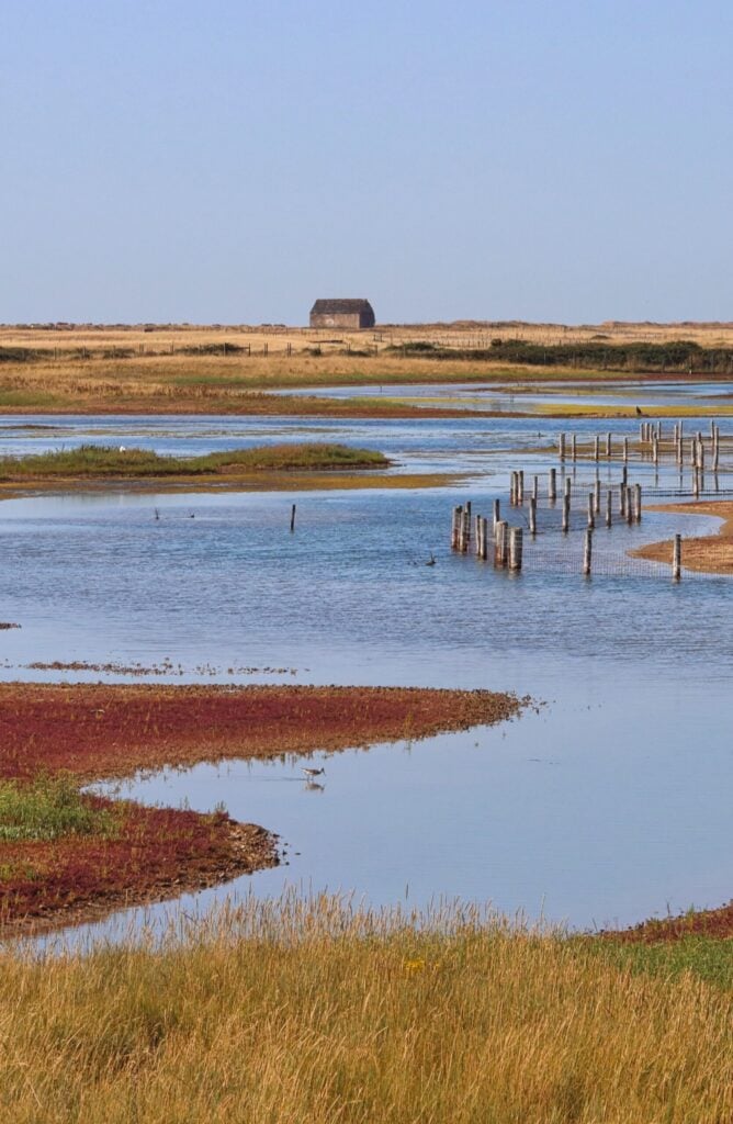 Rye Harbour saltmarsh autumn