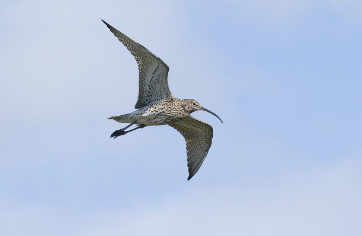 Curlew in flight against a blue sky