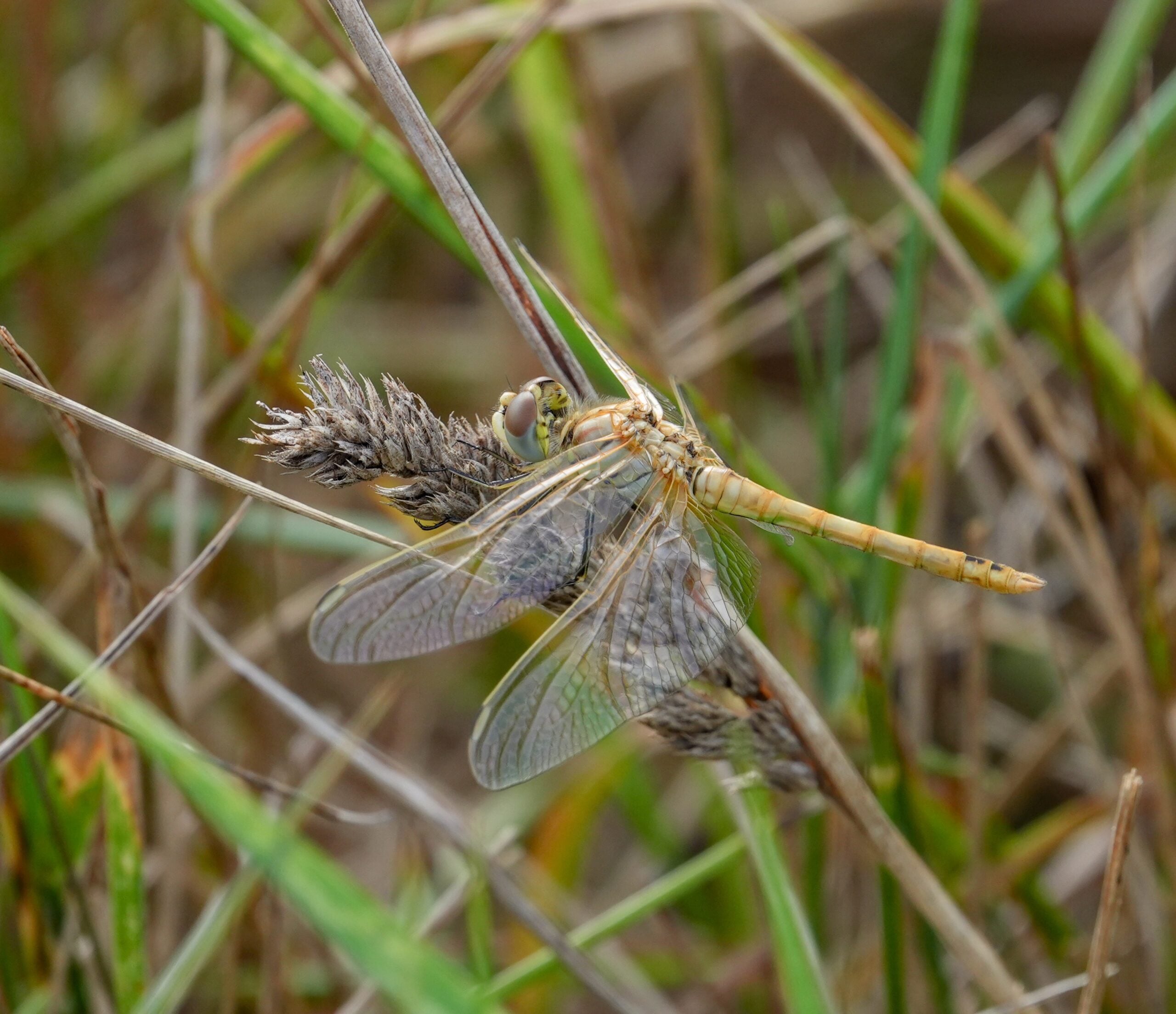 Juvenile Red veined Darter Polly Mair 2