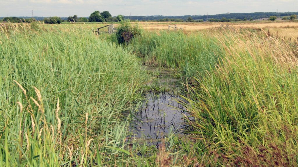 Pevensey Levels ditch with water Sam RobertsJPG