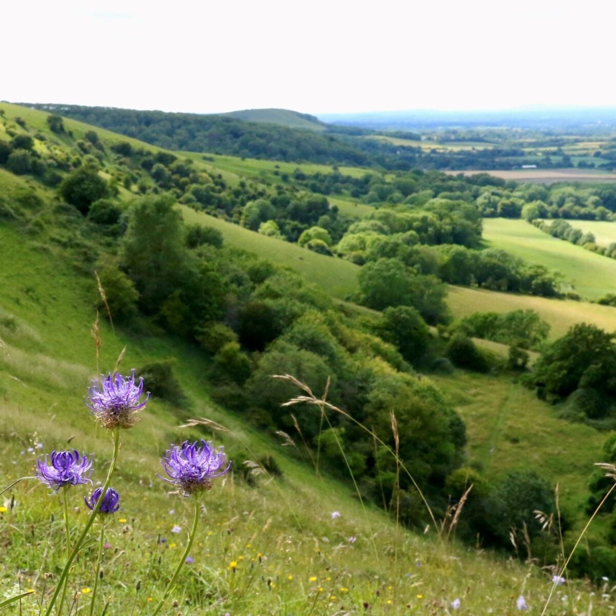 reserve Malling Down chalk downland David Phillips