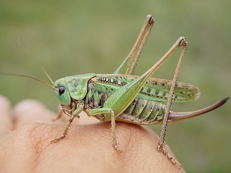 1080px decticusverrucivorus42083043185 w800h600