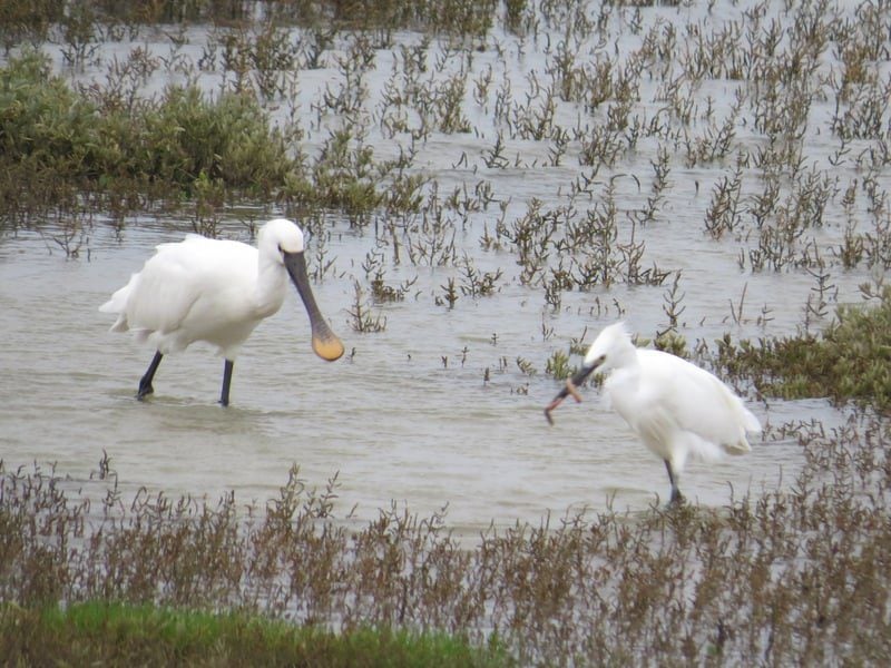 22 11 21 little egret spoonbill 4 2