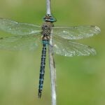 800migrant hawker bob eade