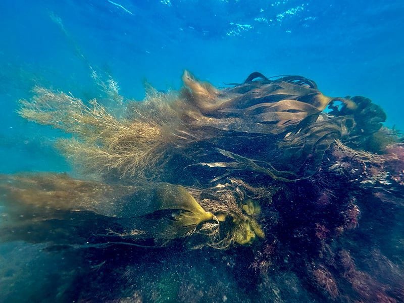 800sussex kelp c paul bonifacesussex underwater nov 24 2 w800h600