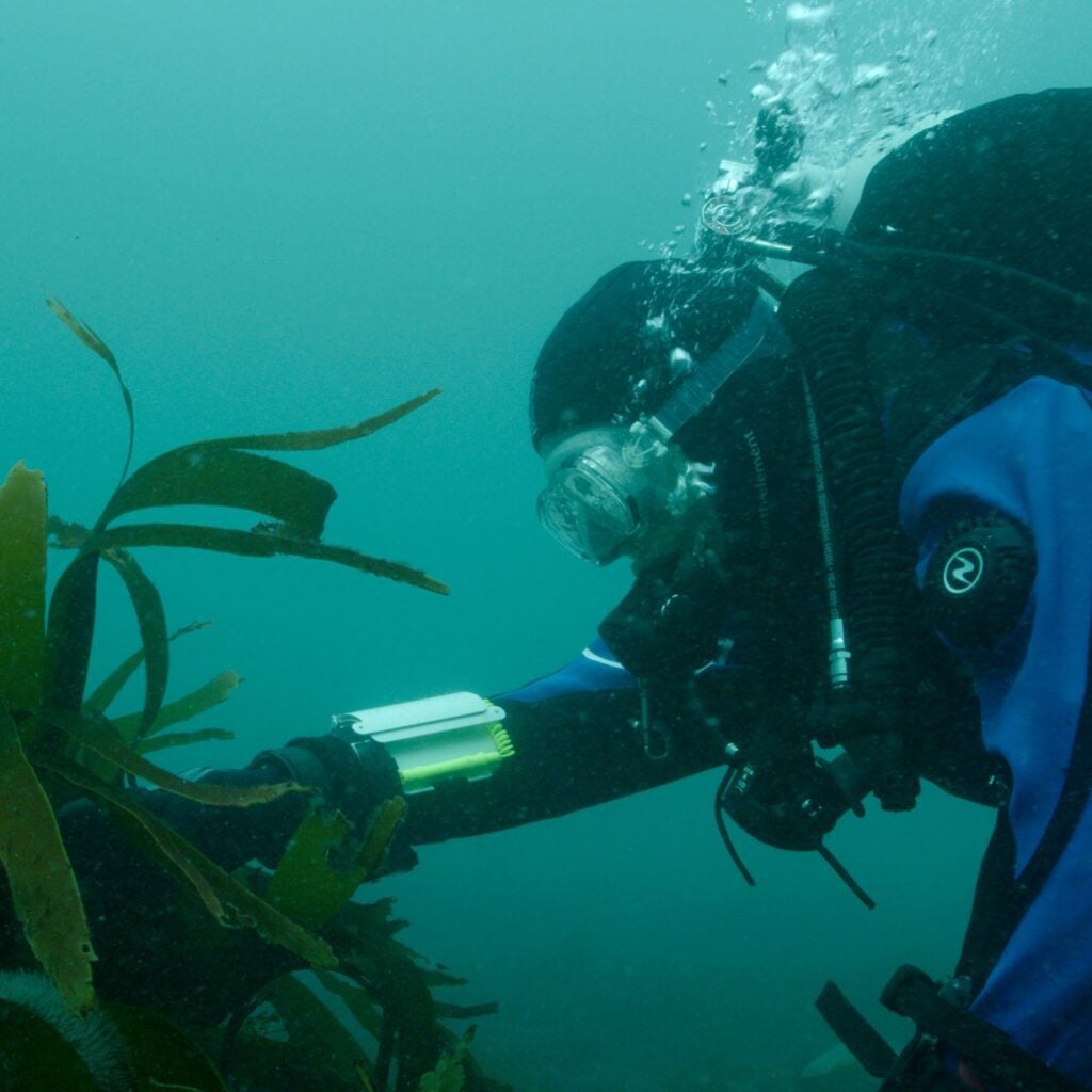 A SKRP scientist examines existing kelp in Sussex