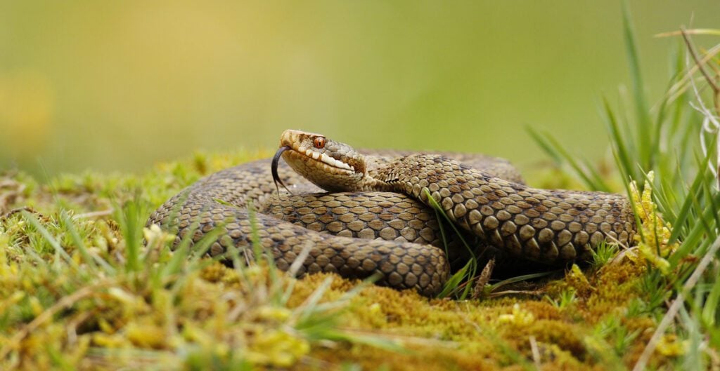 Adder snake on the grass © Jon Hawkins