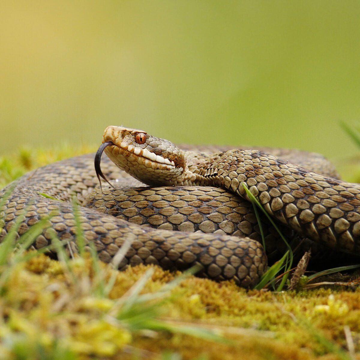 Adder ©JonHawkins