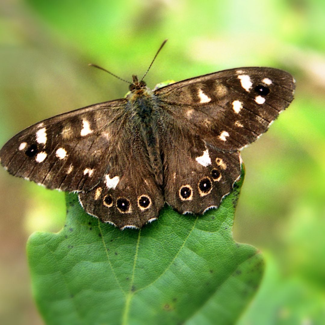 Brown and white spotted butterfly on vivid green leaf