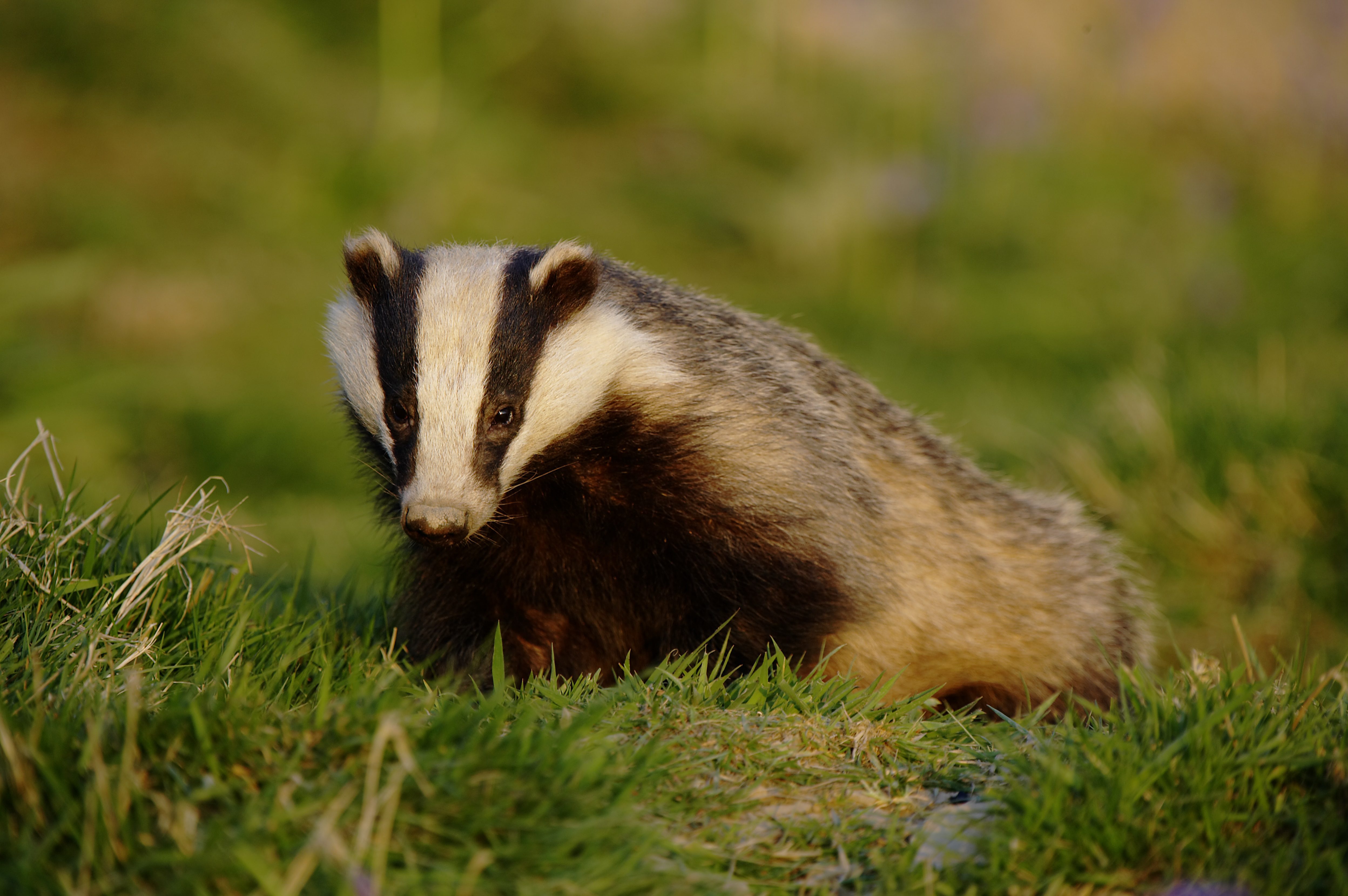 Badger Credit Mark Davison