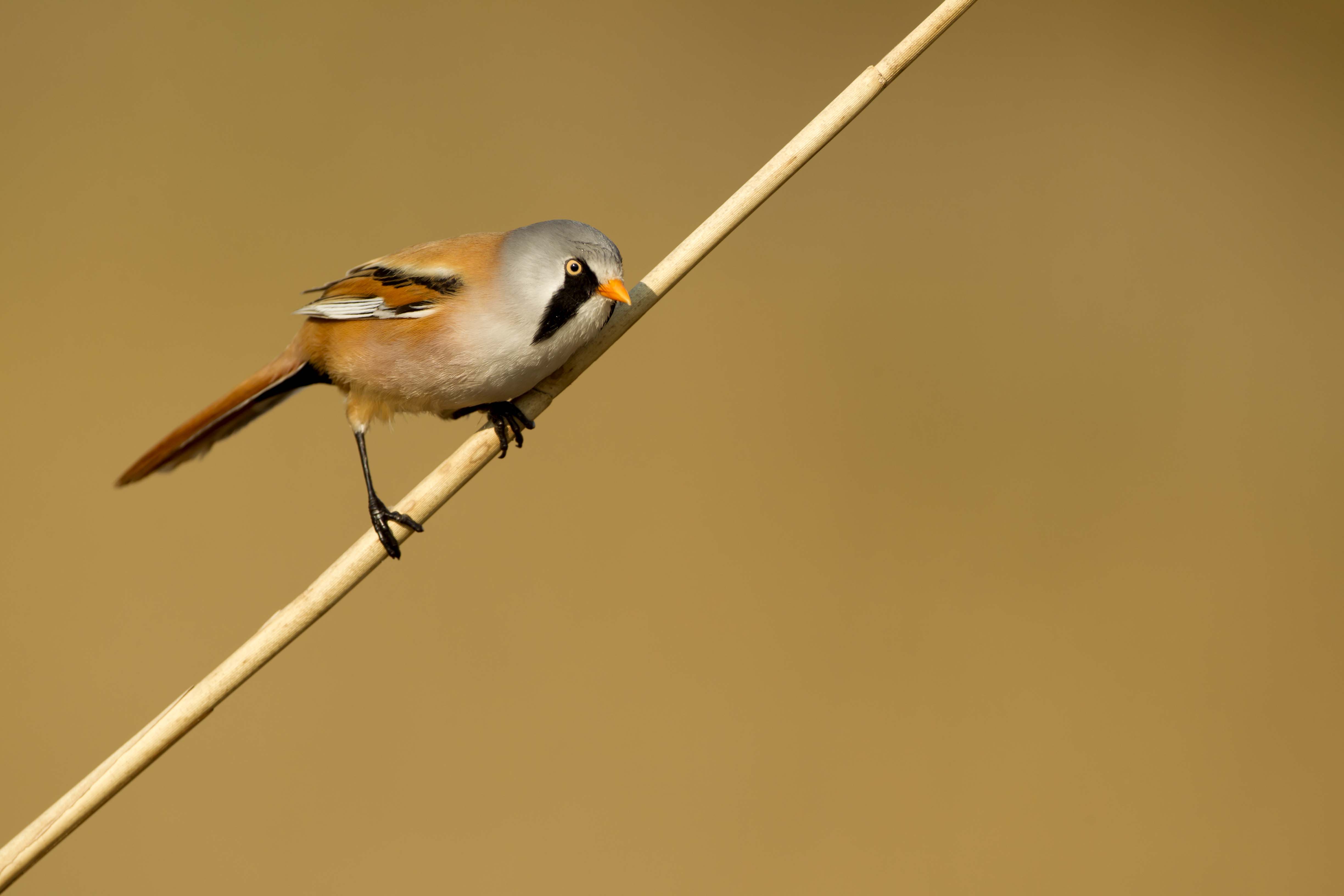 Bearded Tit © Danny Green 2020VISION