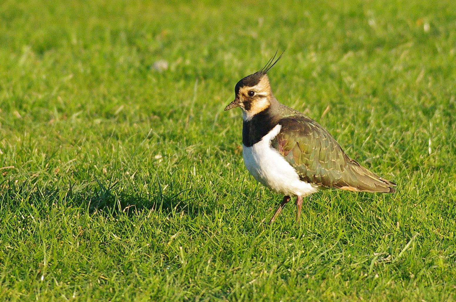 Bird Lapwing Gillian Day Norfolk Dec 2010 2