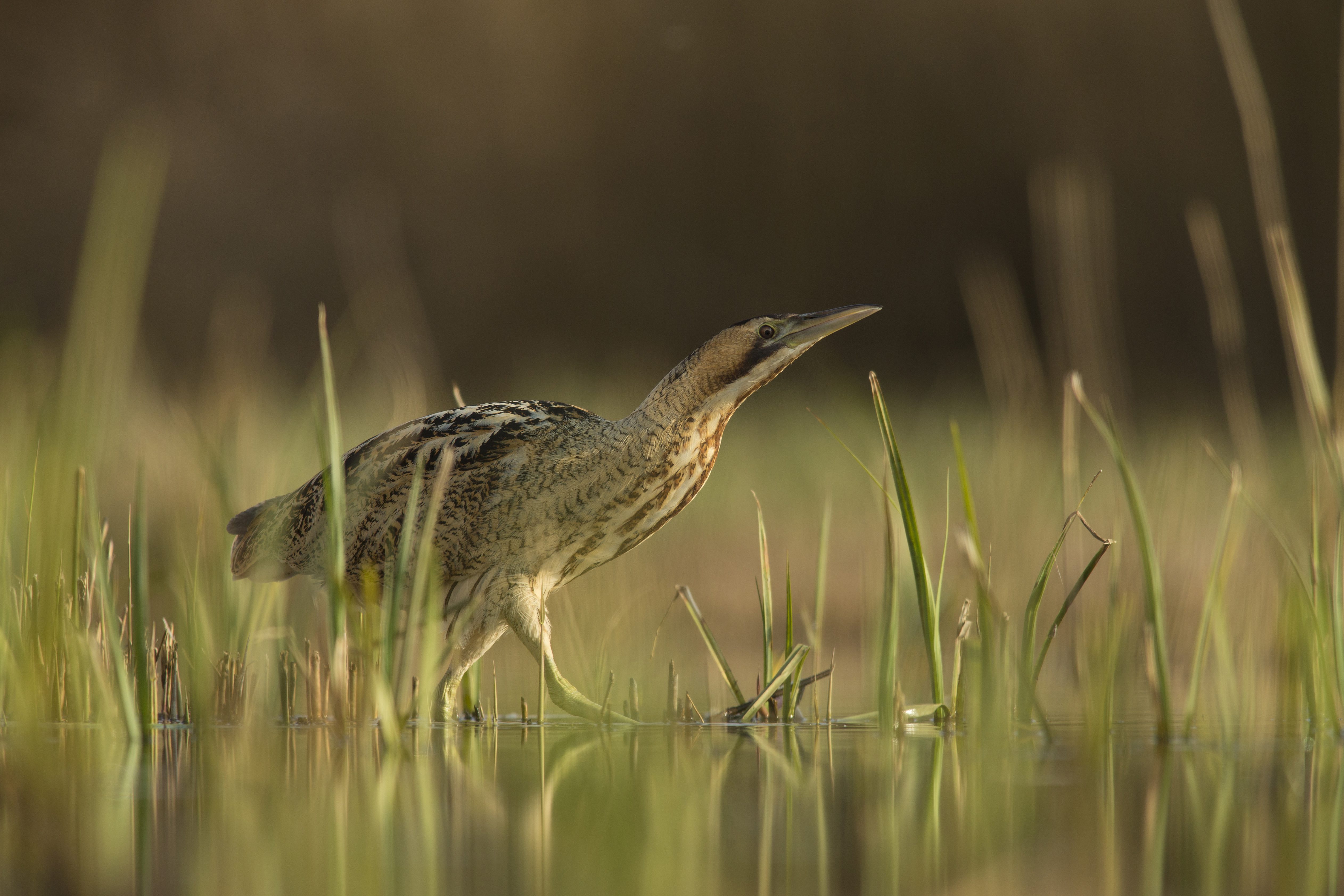 Bittern 1 c Jamie Hall