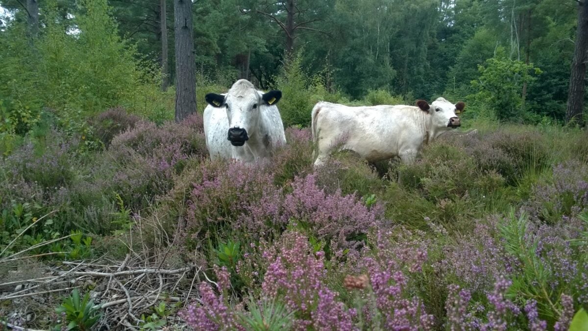 British white cows