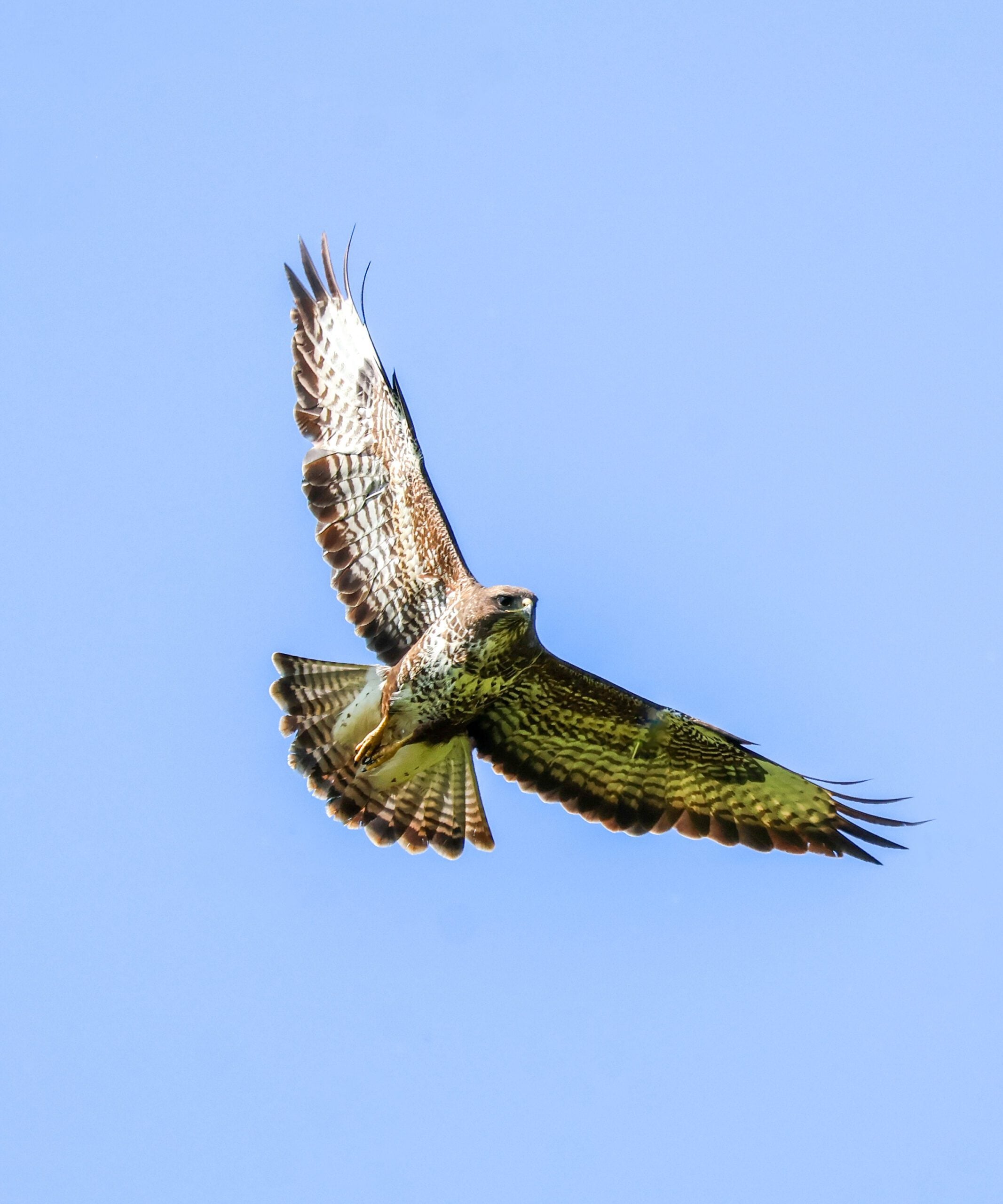 Buzzard flying in blue sky