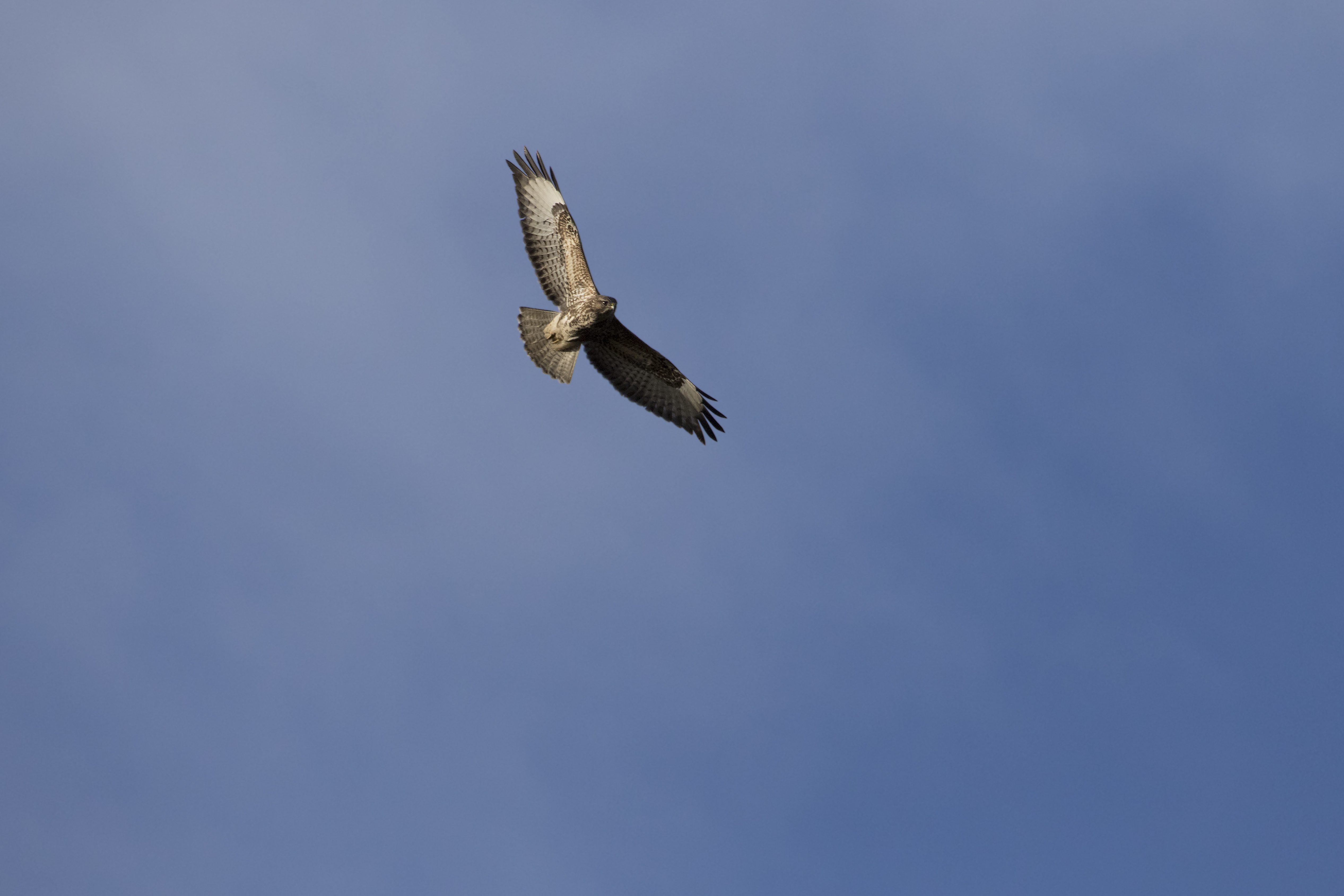 Buzzard c Chris Lawrence