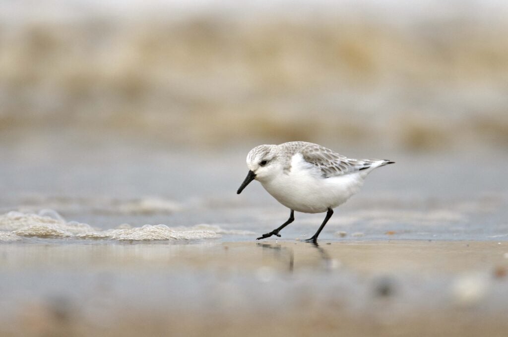 Smaller grey, black and white bird walking along muddy shoreline
