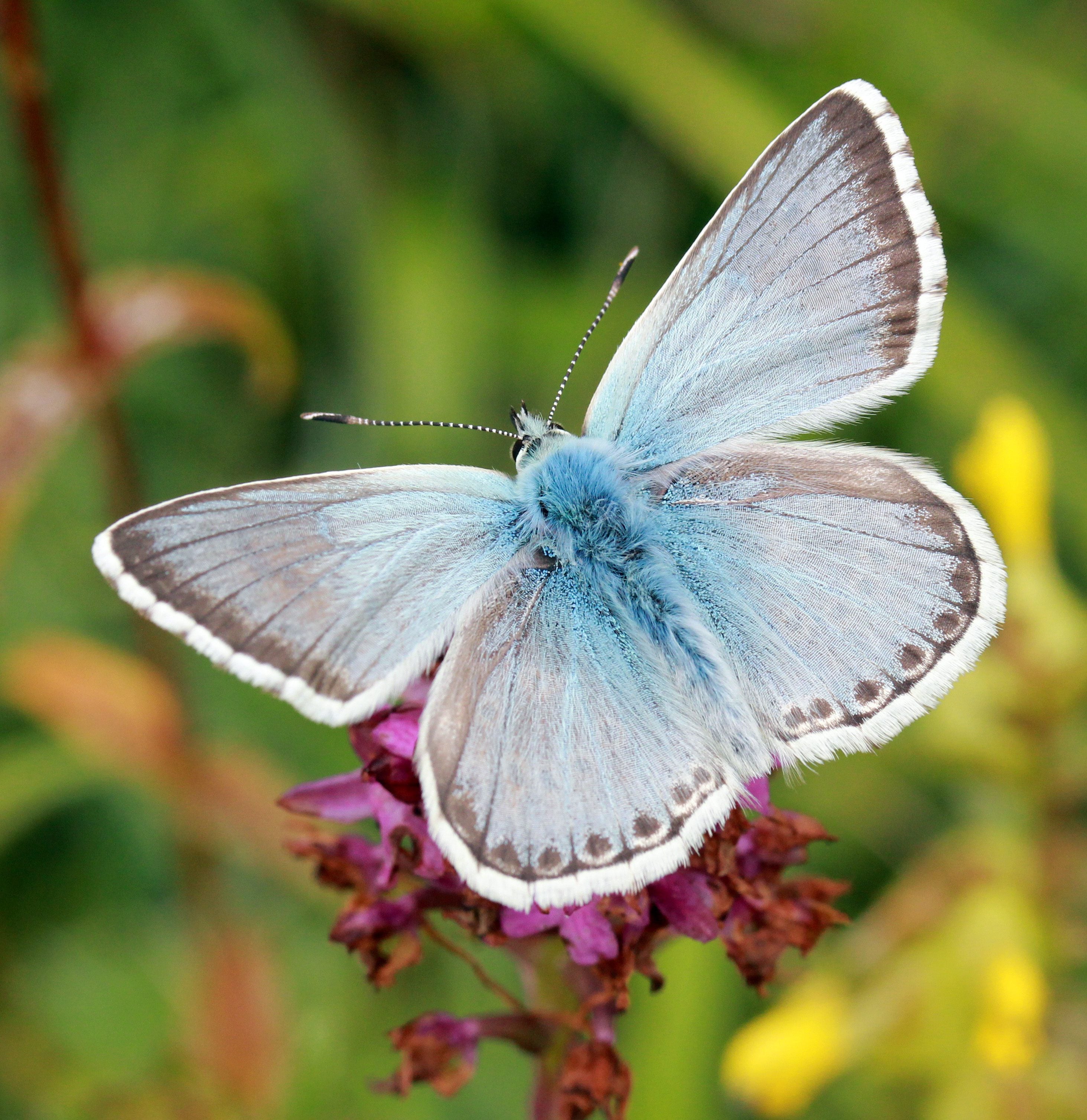 Chalkhill blue c Jim Higham