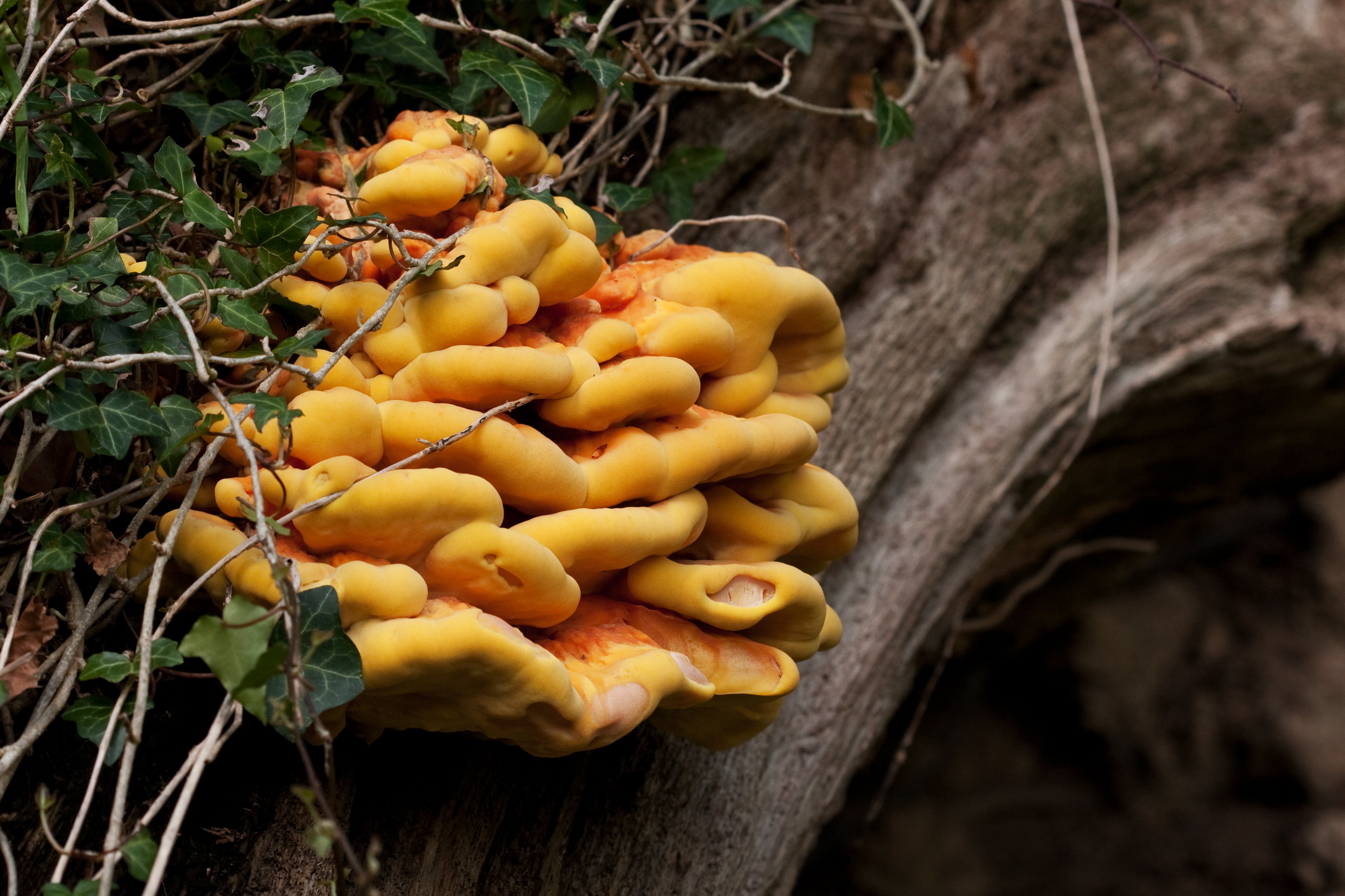 Chicken of the woods fungus Laetiporus sulphureus