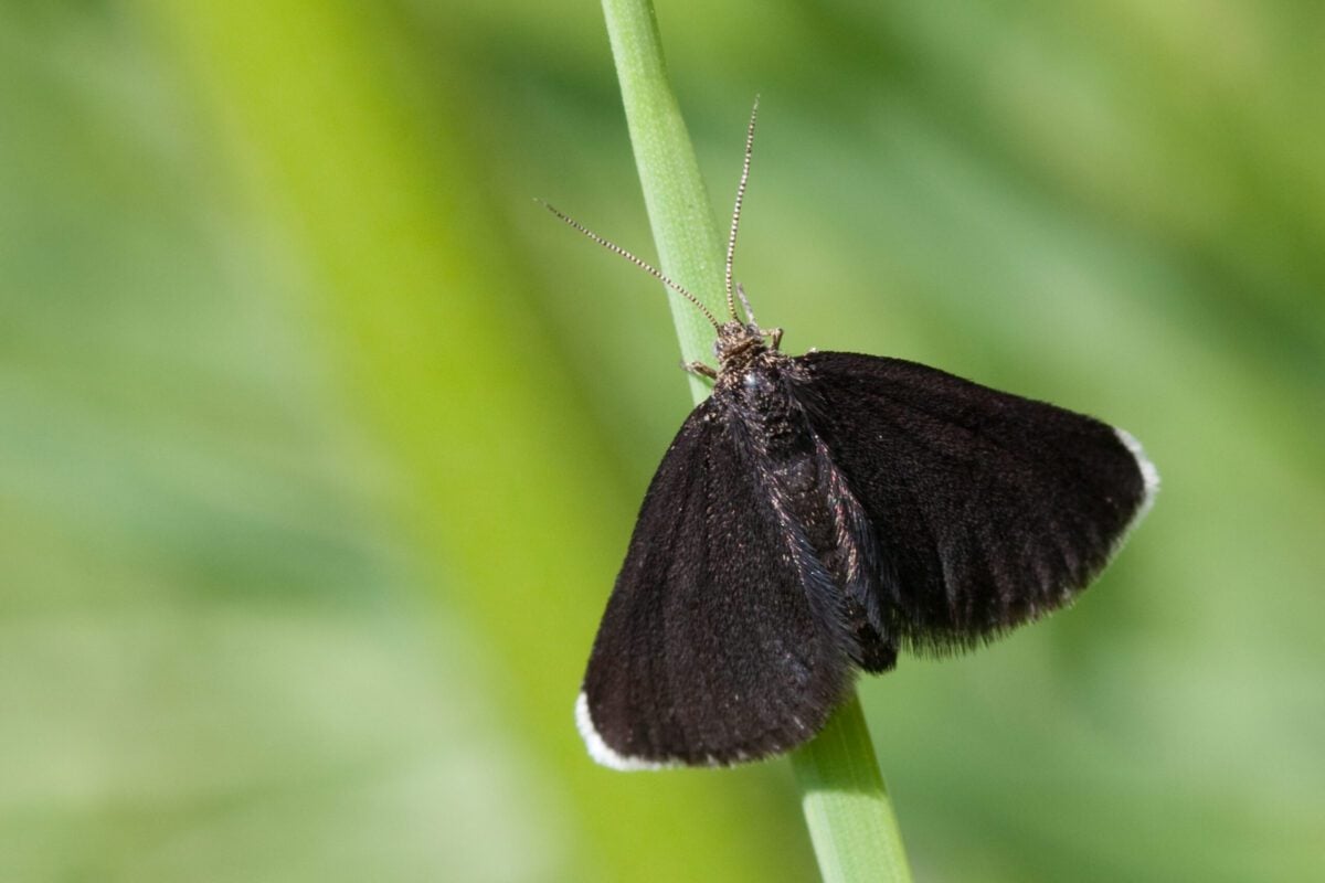 Chimney Sweeper Odezia atrata 1