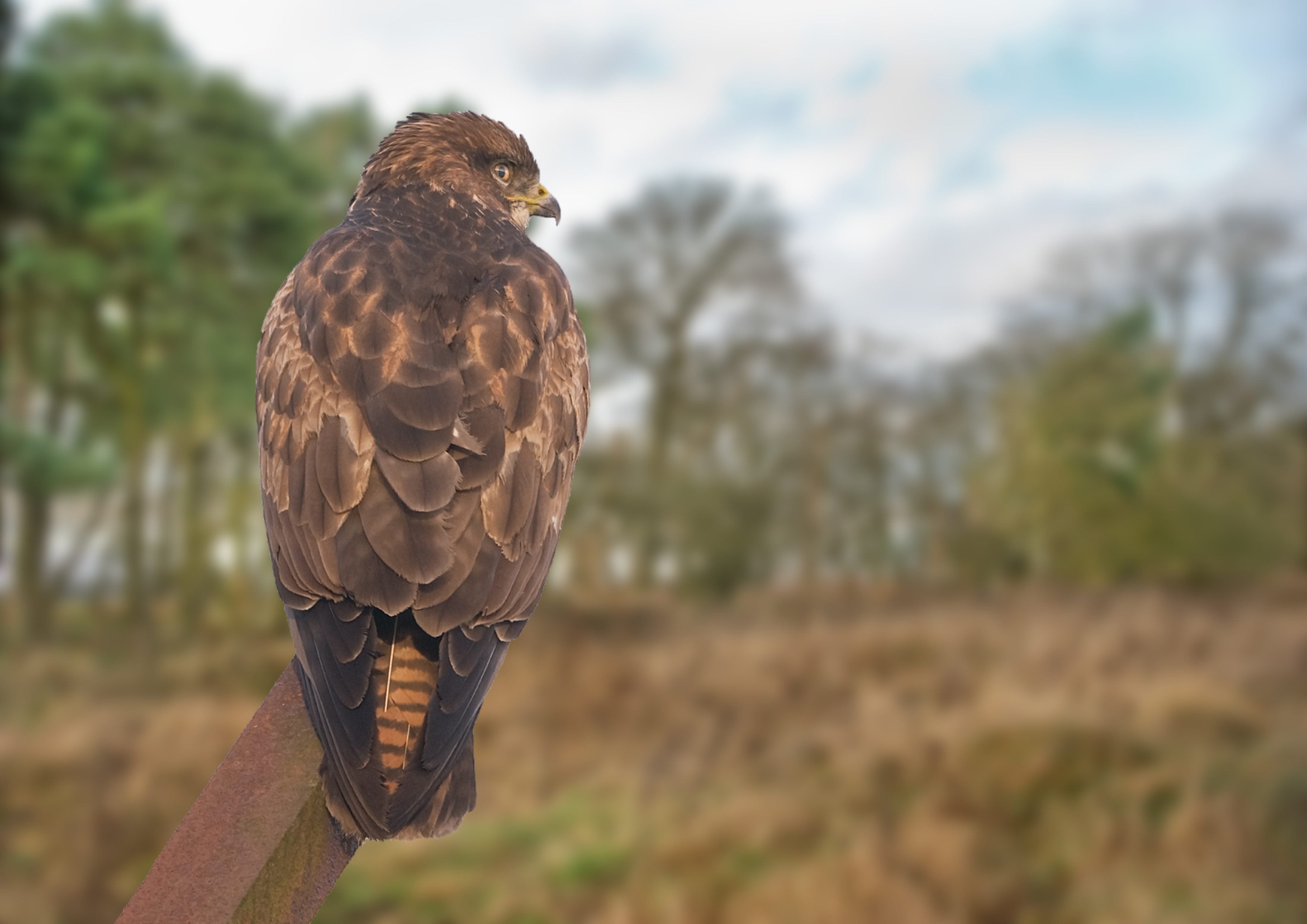 Common Buzzard cpt Bob Coyle