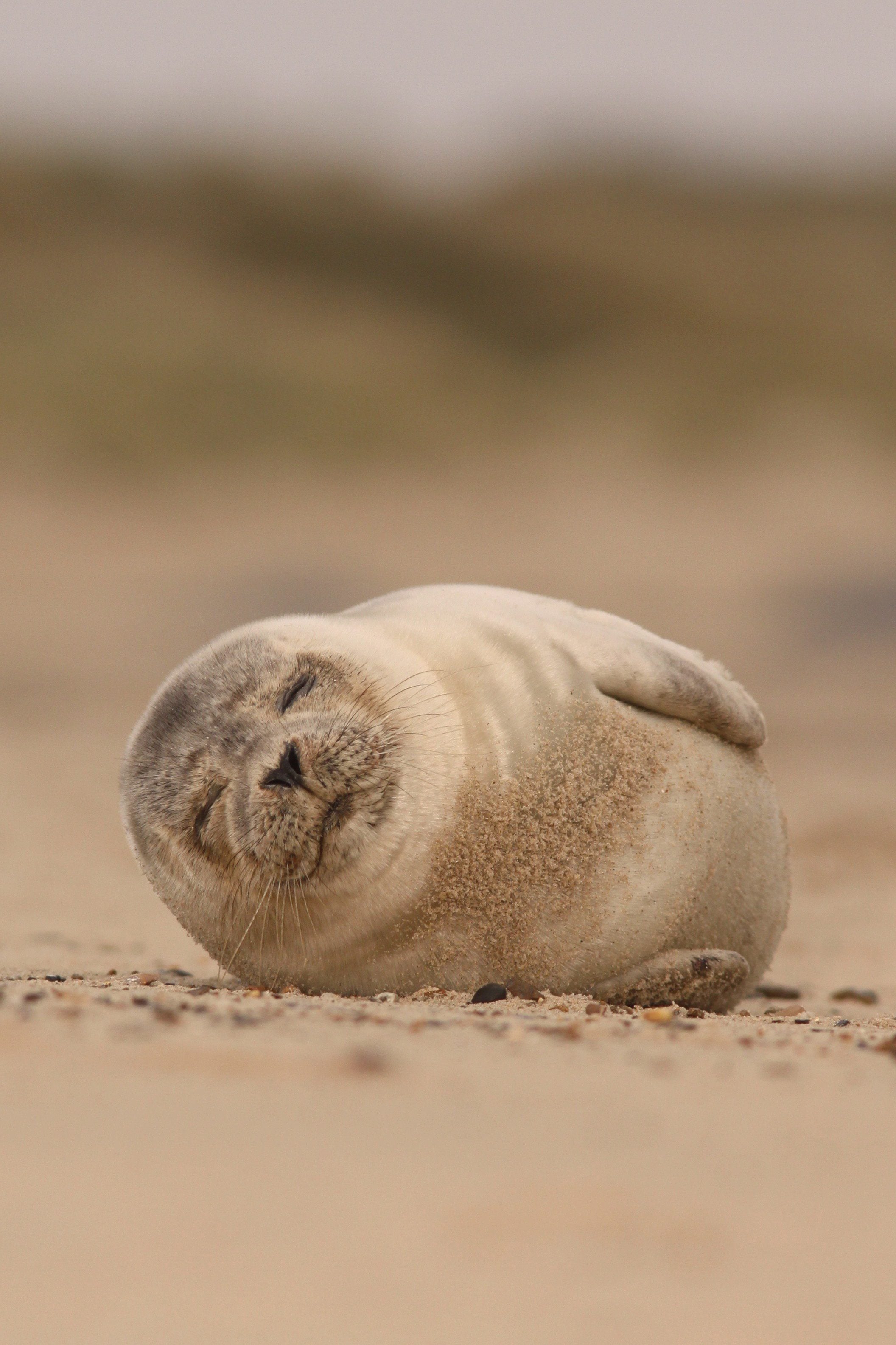 Common Seal Jamie Hall 2
