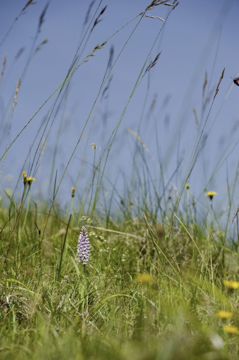 Common Spotted Orchid on Ditchling Beacon Nigel Symington