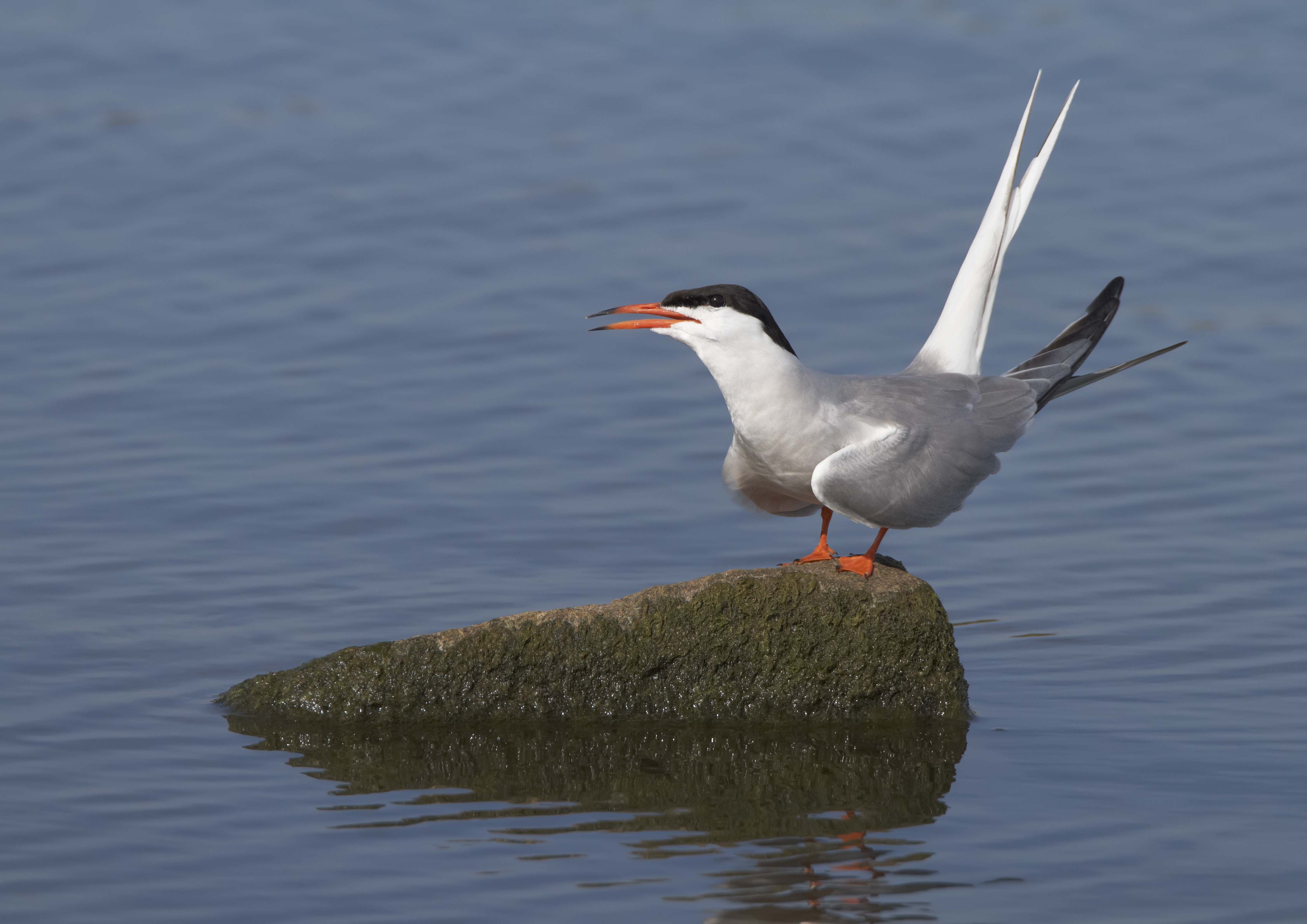 Common Tern ©Richard Steel 2020VISION
