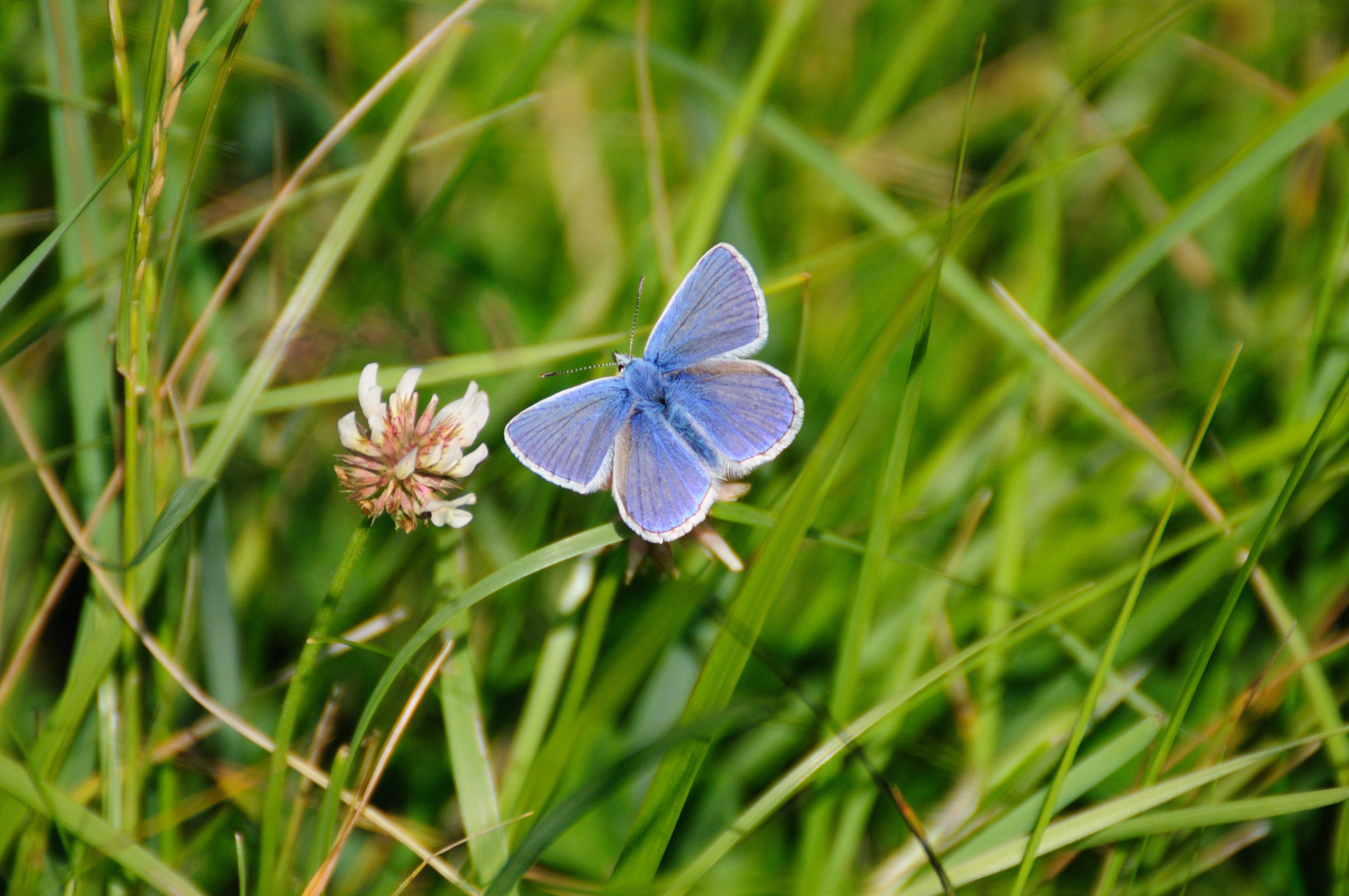 Common blue c Zsuzsanna Bird