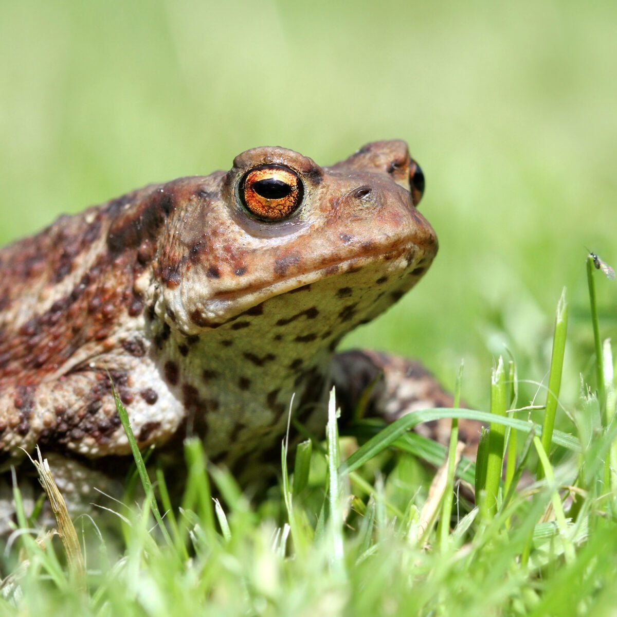 CommonToad ©jonhawkinsSurreyHillsPhotography