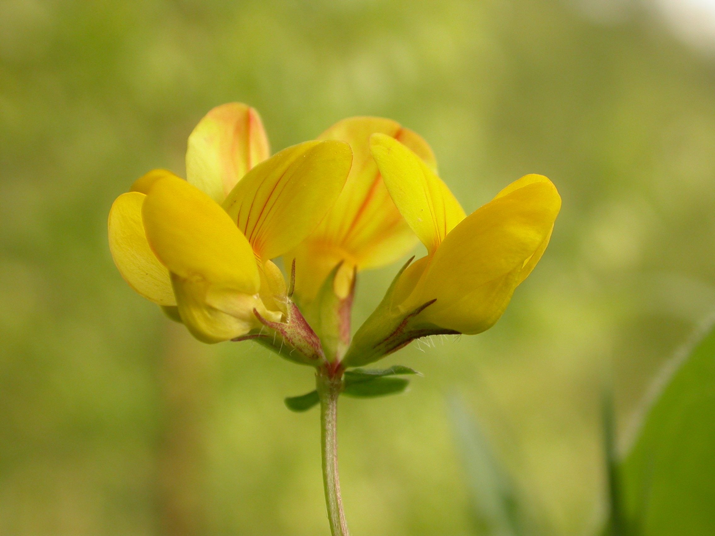 Common Birds foot Trefoil Derbyshire Philip Precey