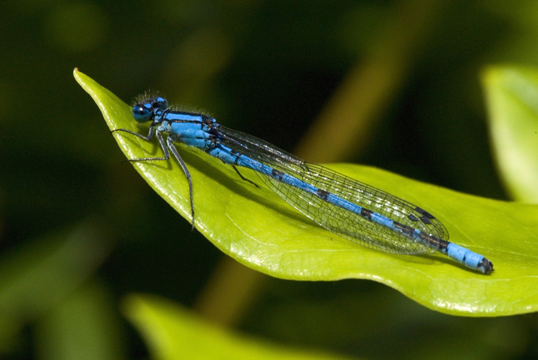 Common Blue Damselfly cpt Les Binns