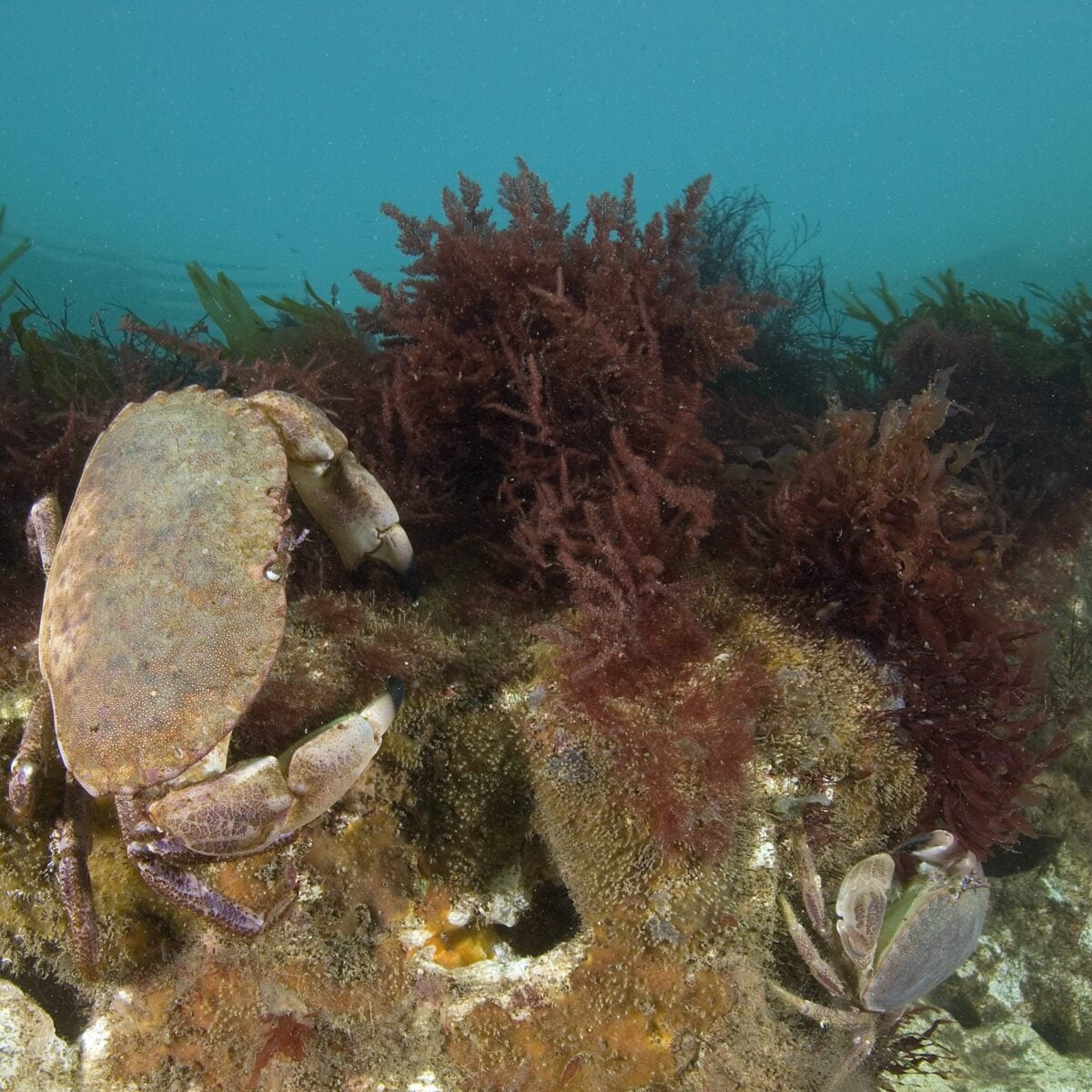 Cromer Shoal Chalk Beds Edible Crab on Chalk Reef Paul Naylor