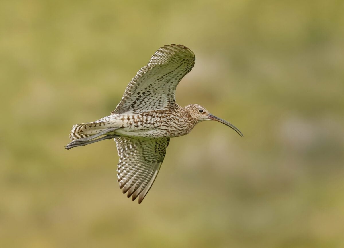 Curlew in flight