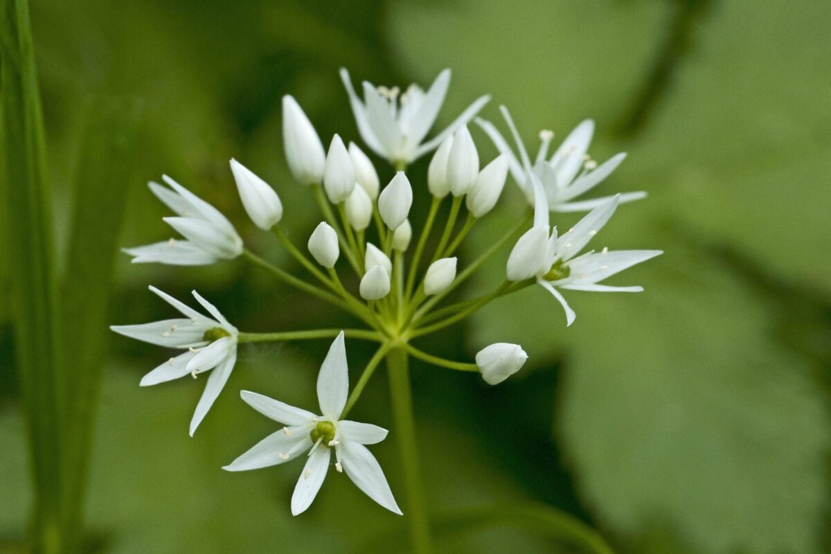 Wild Garlic © Derek Middleton