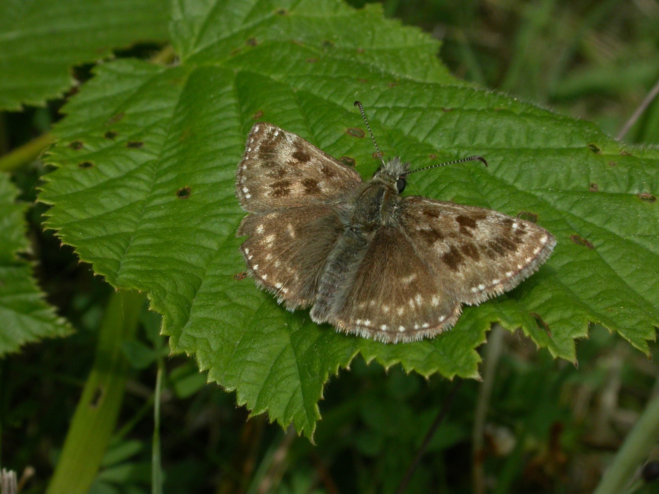 Dingy Skipper Lancashire cpt Philip Precey