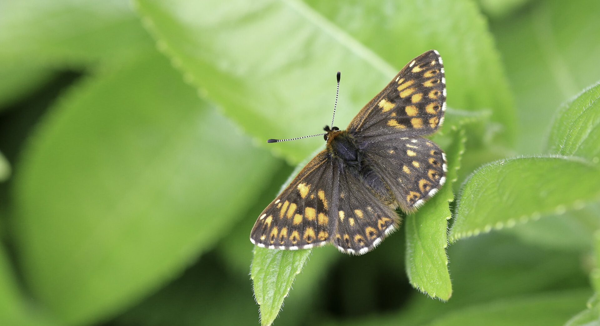 Duke of Burgundy c Tom Marshall 3