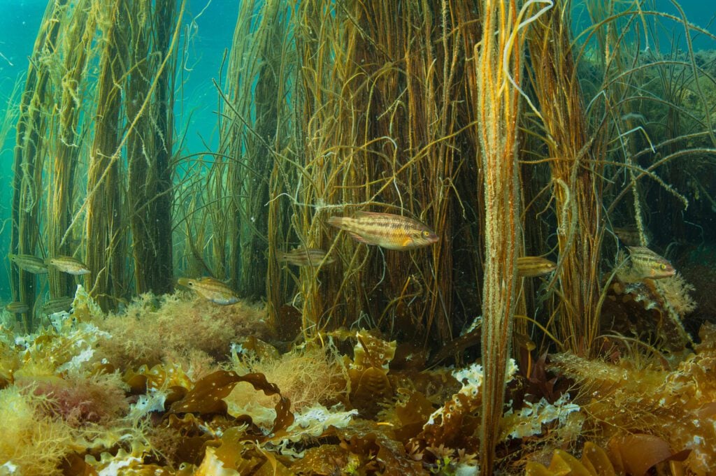 A female Corkwing Wrasse fish swimming underwater against tall seaweeds