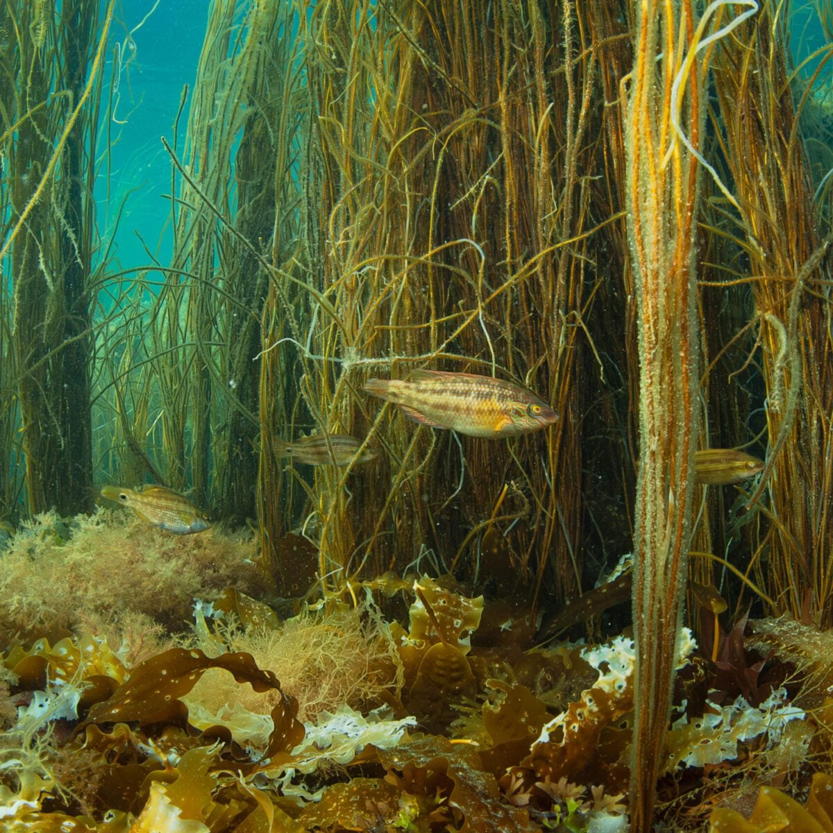 Female Corkwing Wrasse Worthing Beach Paul Parsons 2024
