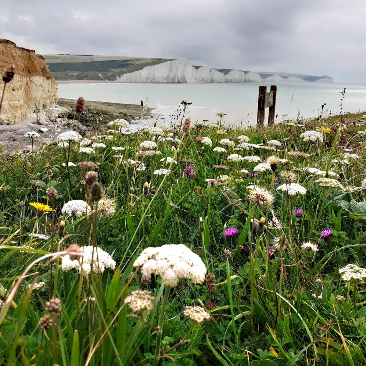 Final Seaford Head Sarah Quantrill 6