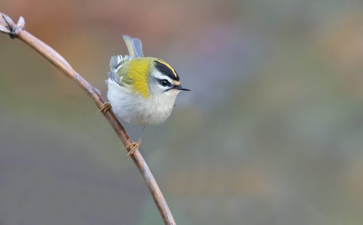 Firecrest - small green bird with black and white stripes on face and orange on crown - perched on twig