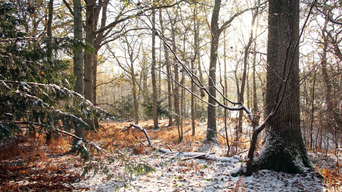 Flatropers Wood in snow SamRoberts