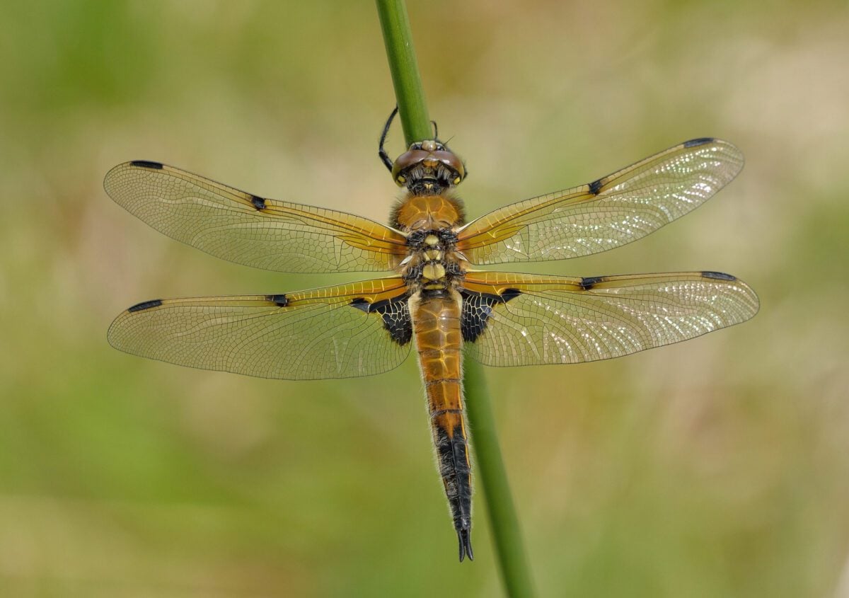 Four Spotted Chaser Bob Eade