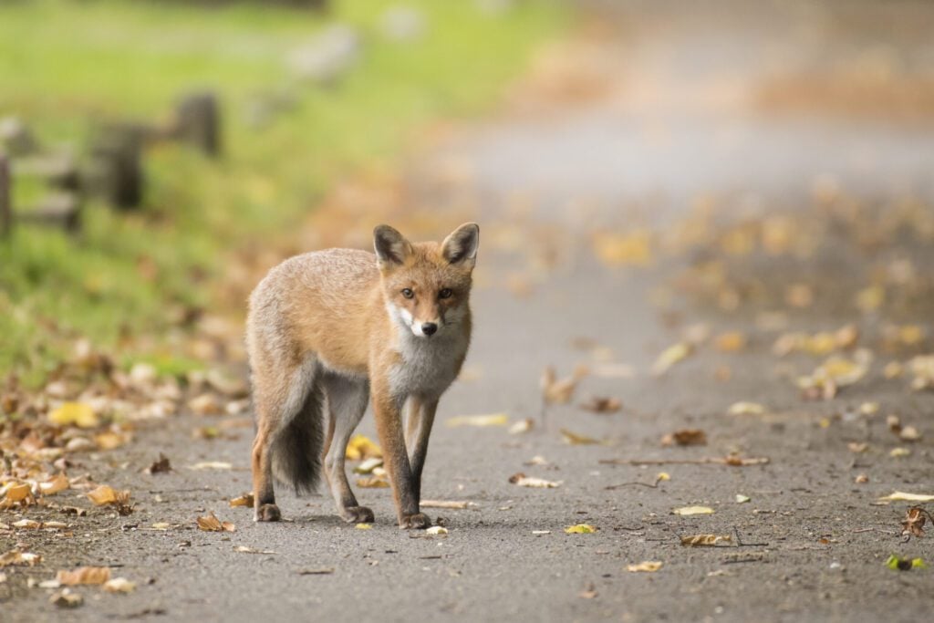 Fox Peter Brooks