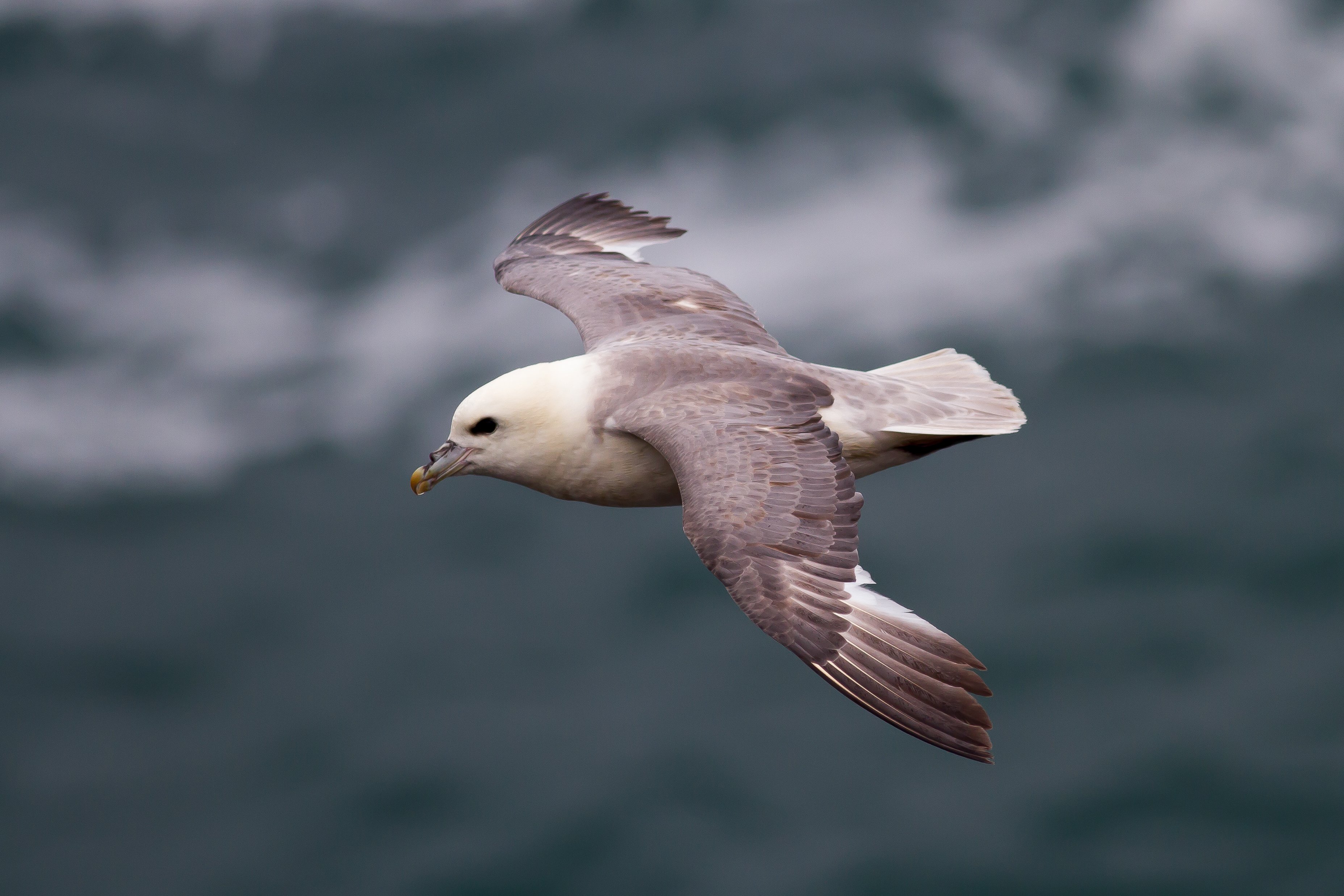 Fulmar flight c Mike Snelle