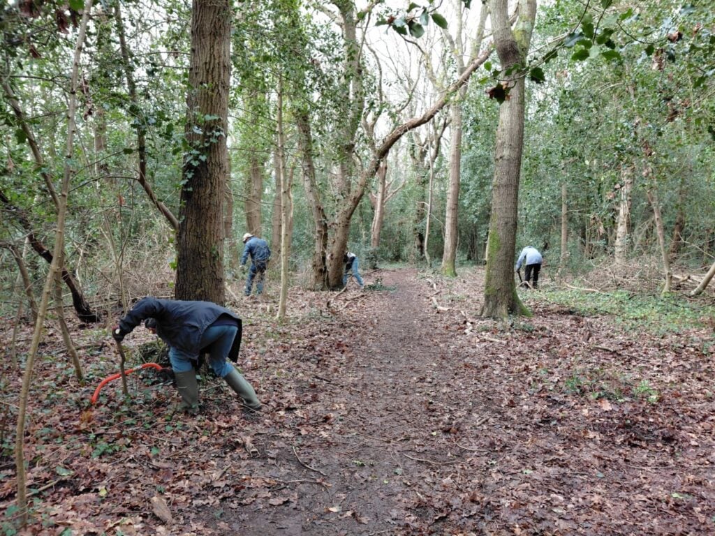 Volunteers doing conservation work in the woods in wiinter 