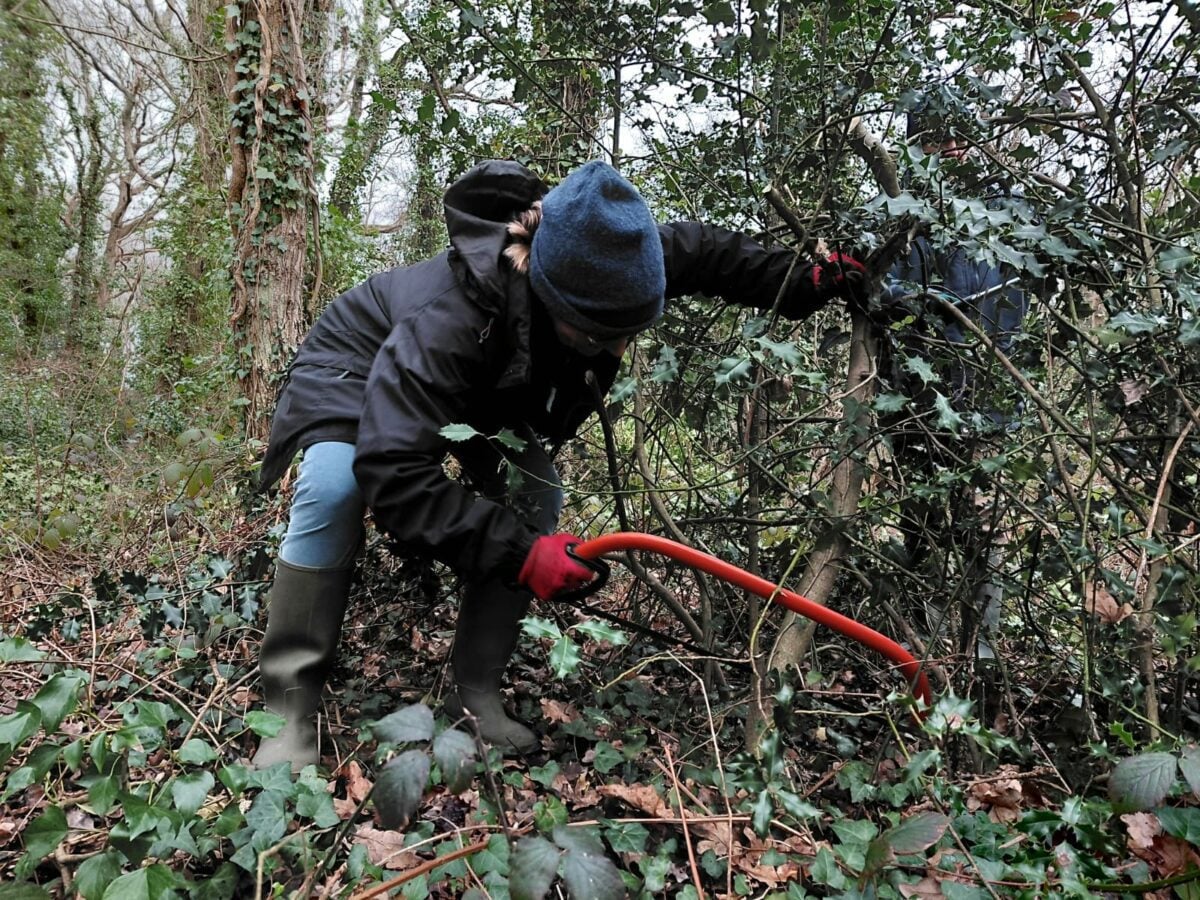 Gillham Wood Conservation day Holly management March 2026