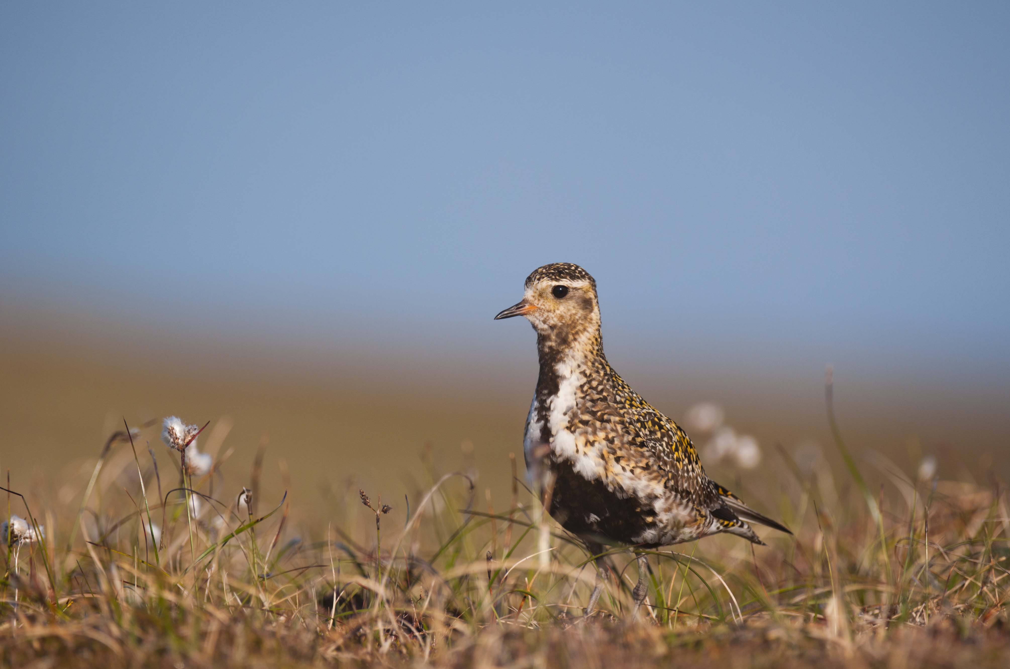 Golden Plover © Andrew Parkinson 2020VISION