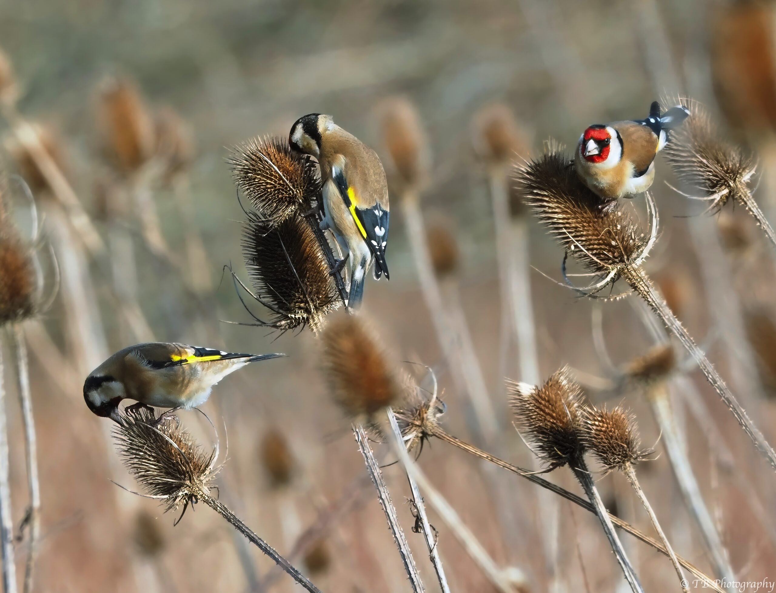 Goldfinch teasel TomBoyle WM
